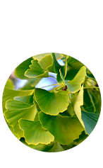 Ginkgo Biloba